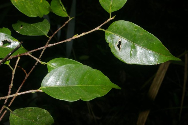 Ficus trachelosyce photo 3