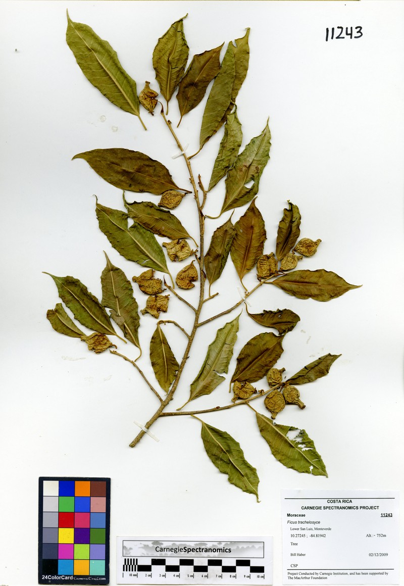 Ficus trachelosyce photo 4