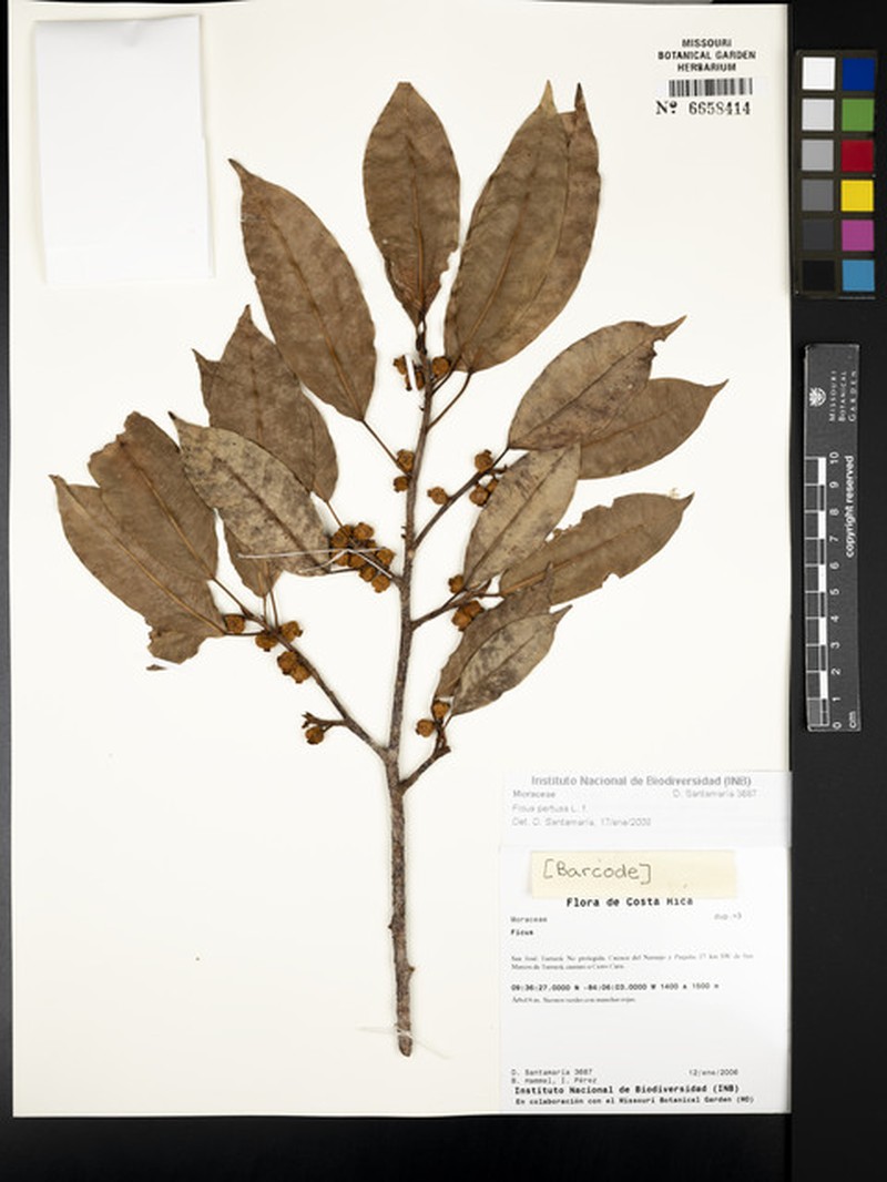 Ficus trachelosyce photo 5