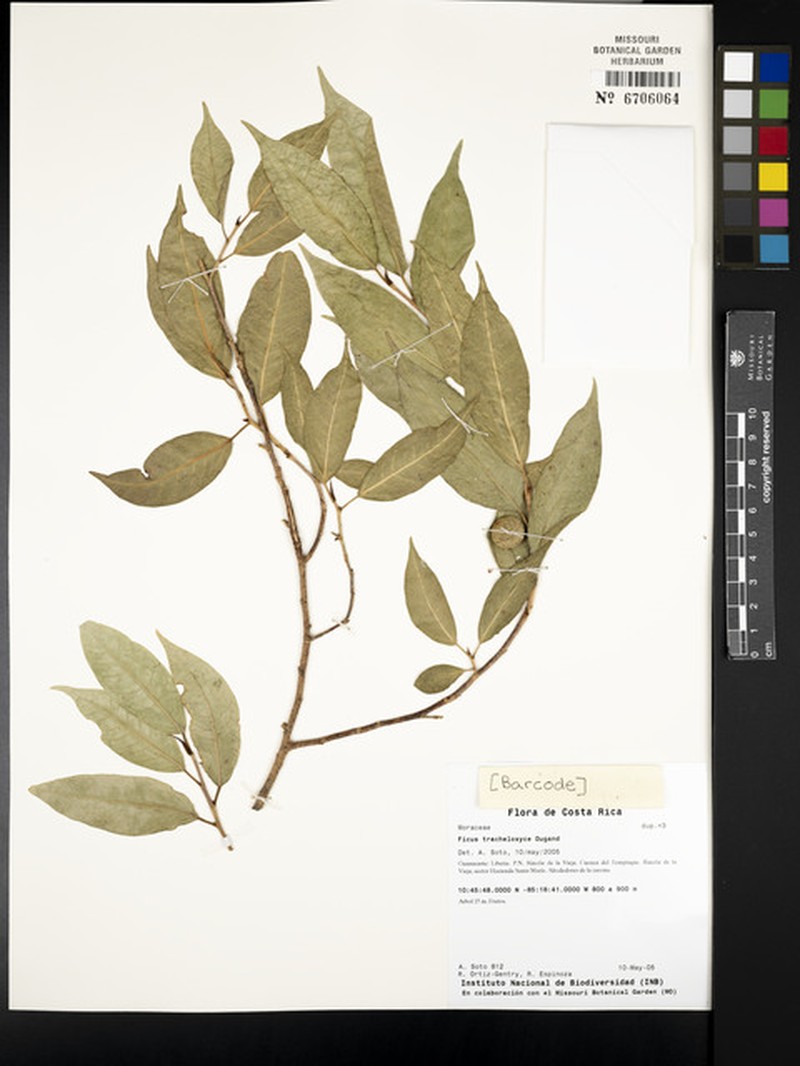 Ficus trachelosyce photo 6