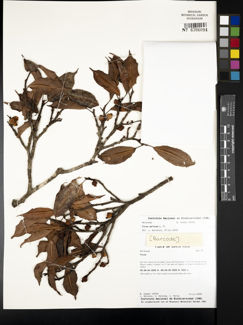 Ficus trachelosyce photo 7