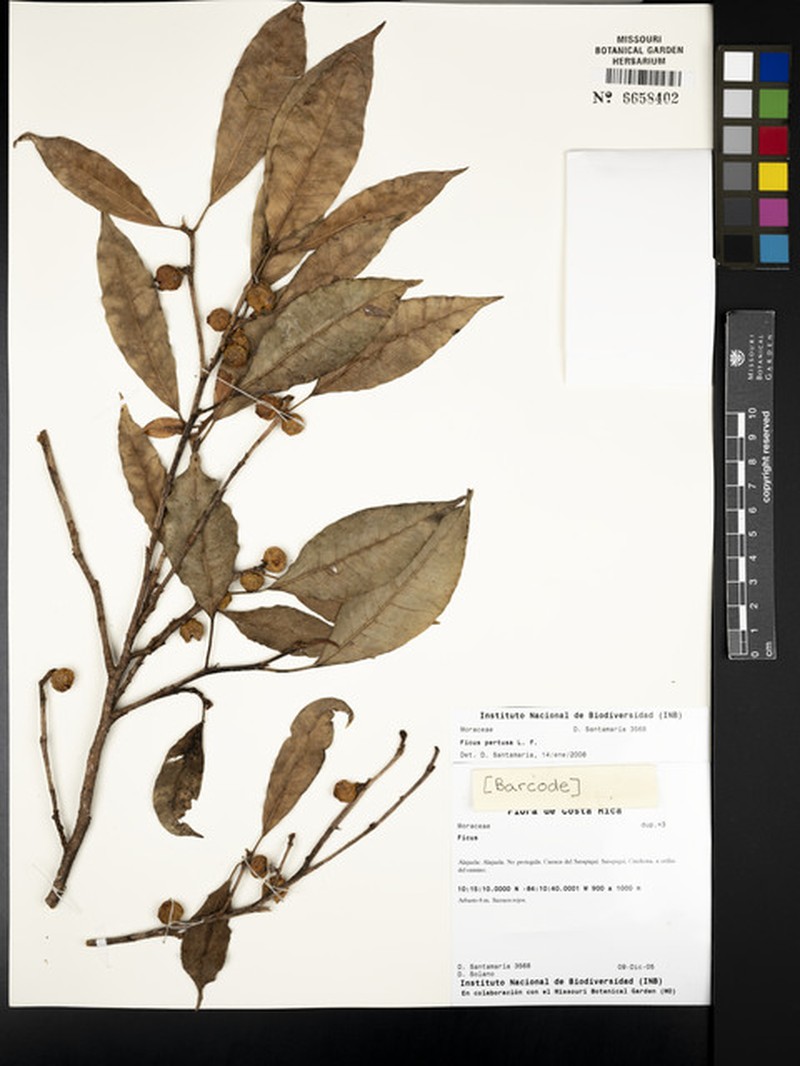 Ficus trachelosyce photo 8