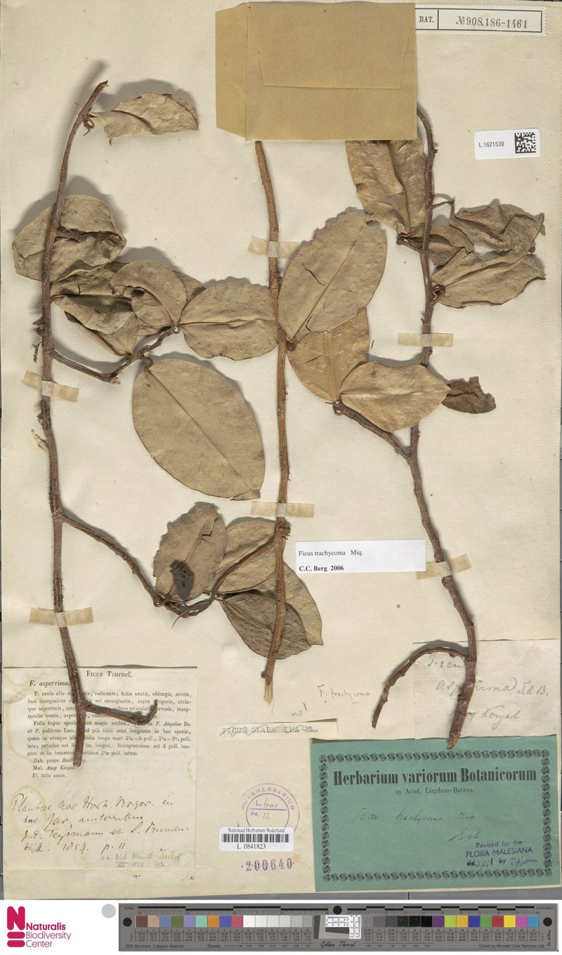 Ficus trachycoma photo 2