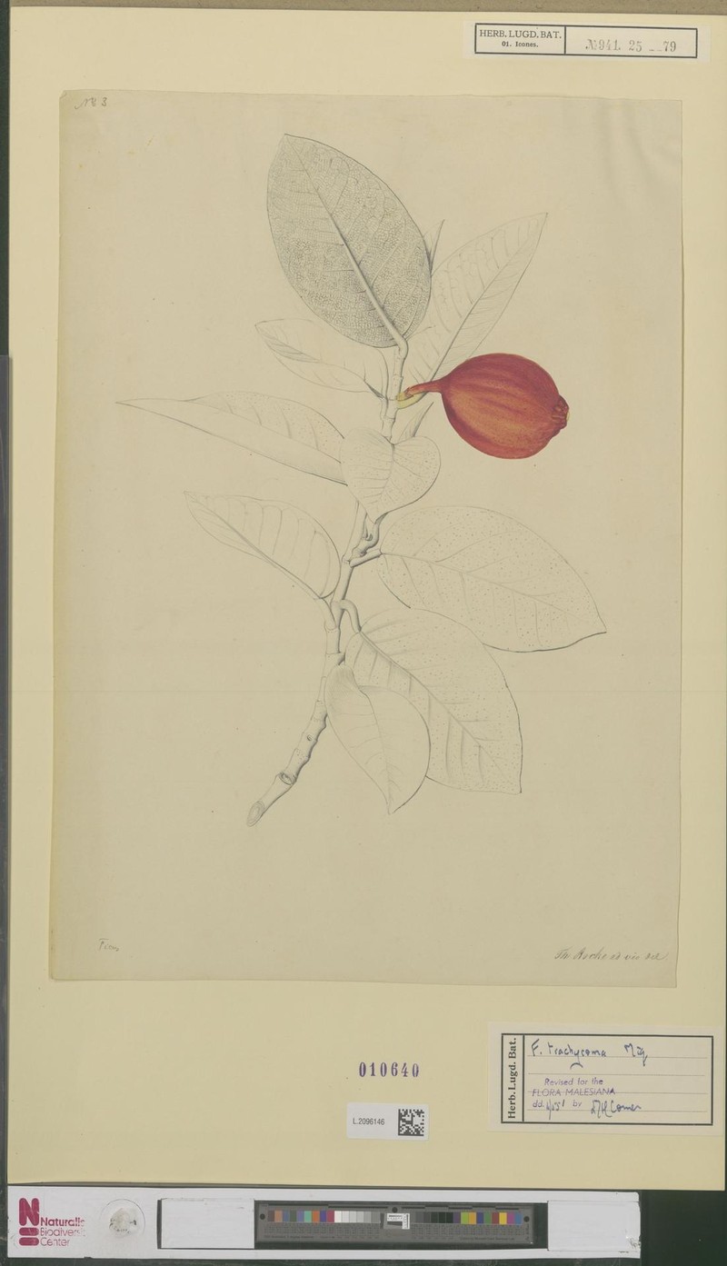 Ficus trachycoma