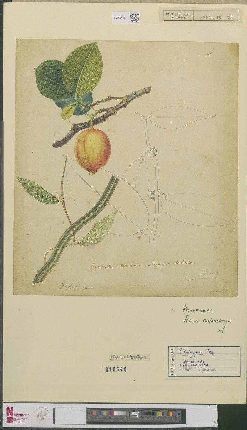 Ficus trachycoma photo 3