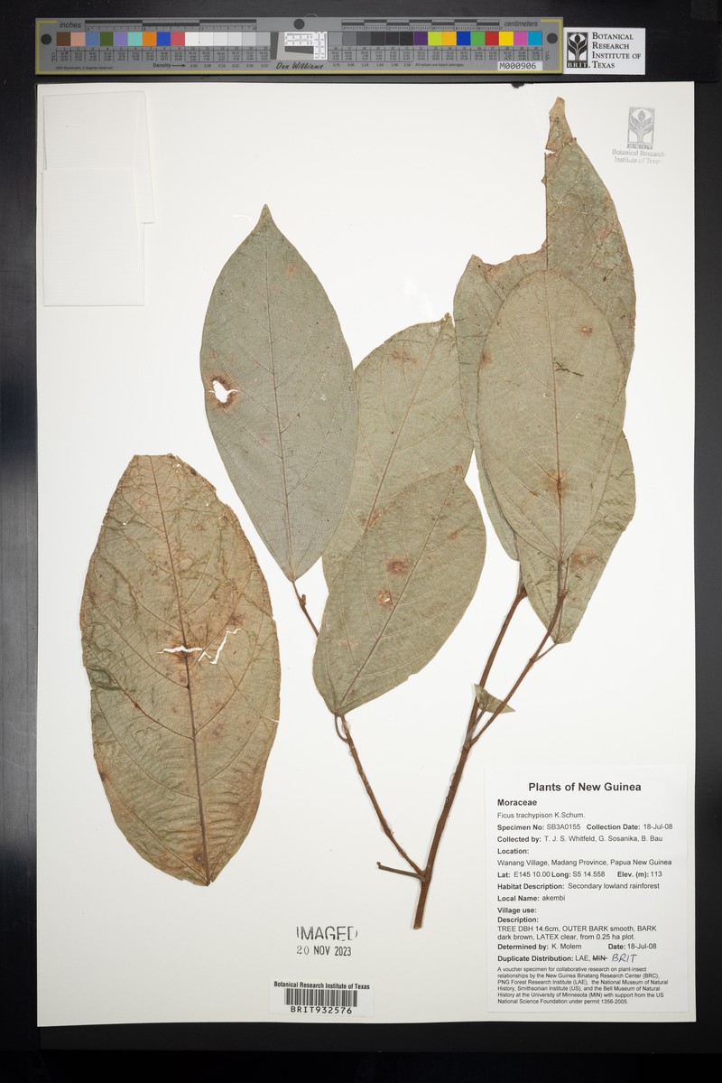 Ficus trachypison