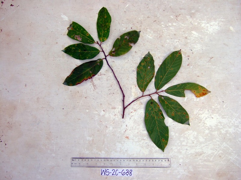Ficus trachypison photo 2