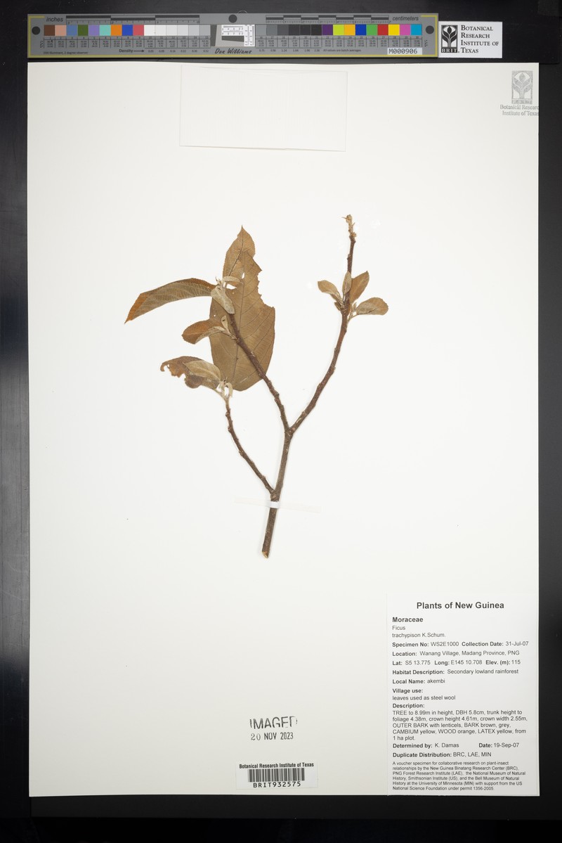 Ficus trachypison photo 3