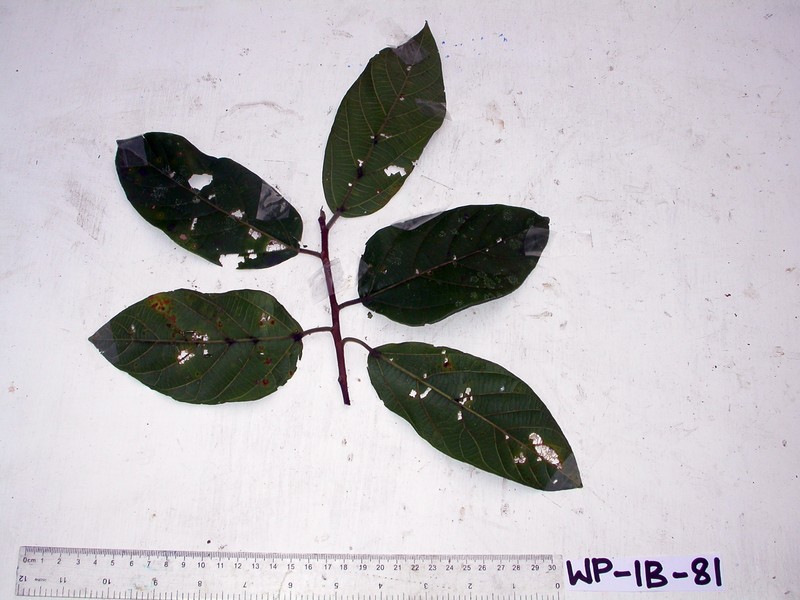 Ficus trachypison photo 4