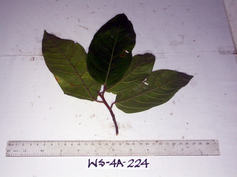 Ficus trachypison photo 5