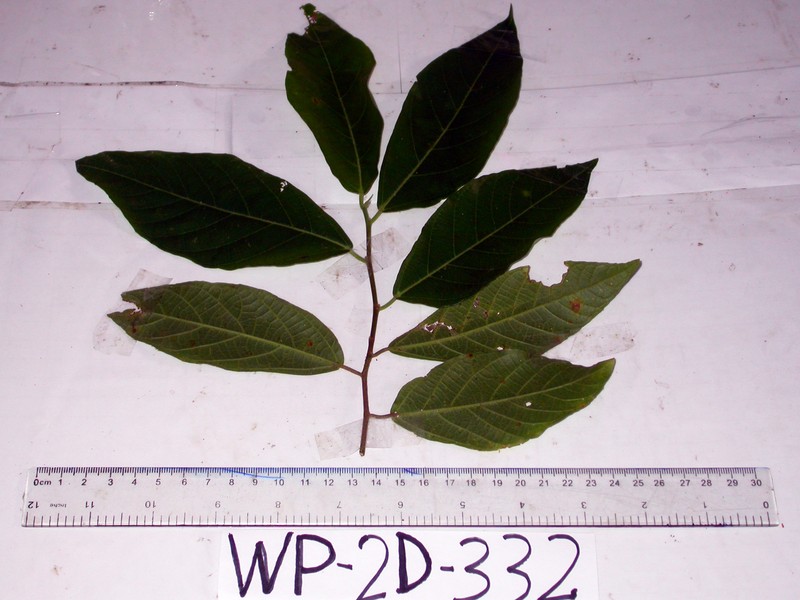 Ficus trachypison photo 6