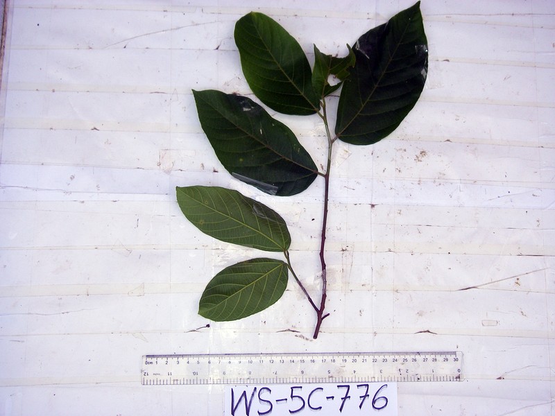 Ficus trachypison photo 7