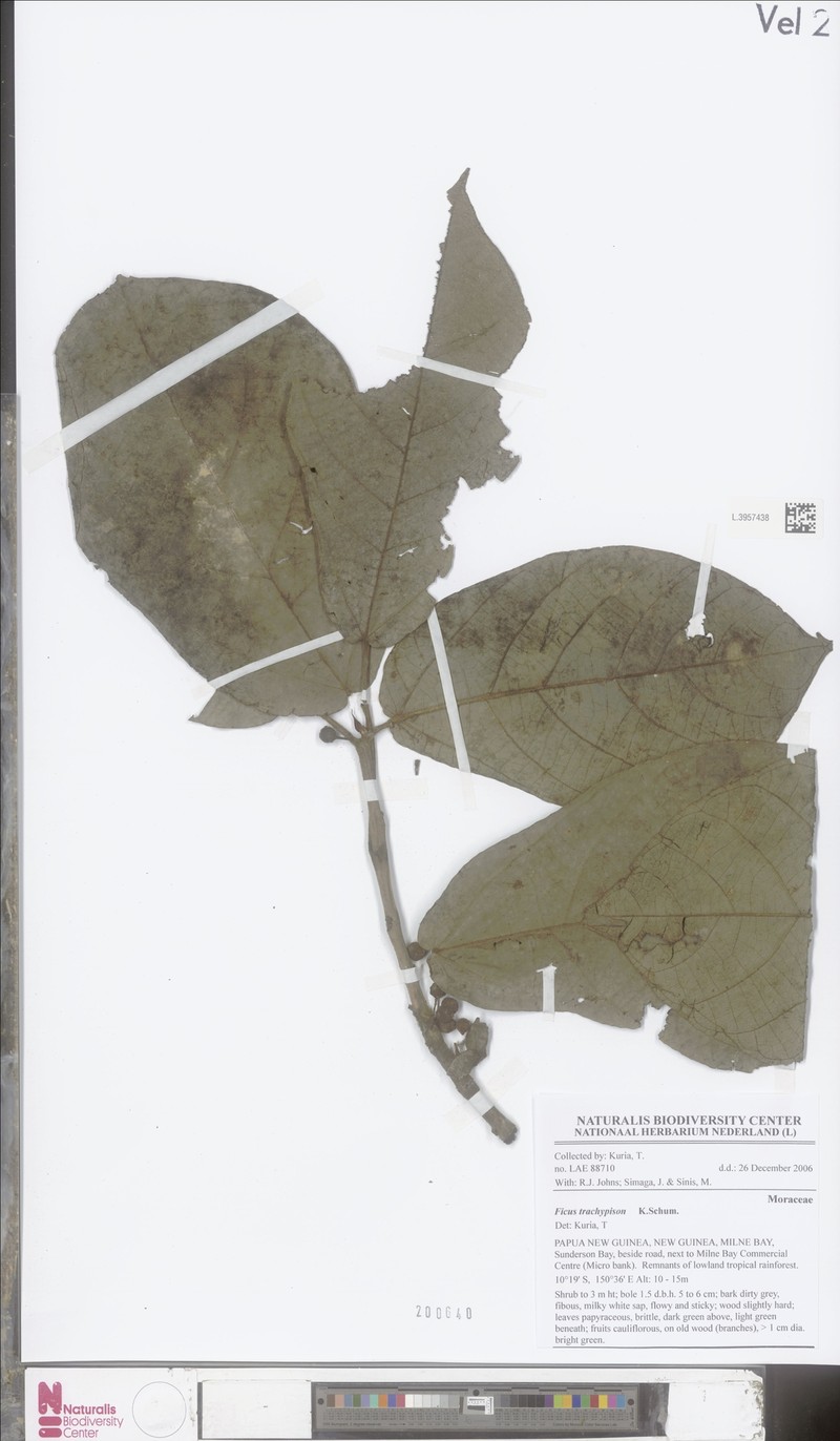Ficus trachypison photo 8