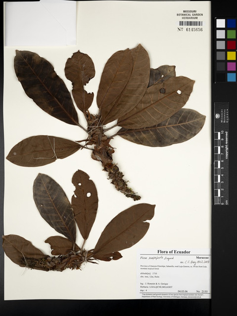 Ficus trapezicola photo 2