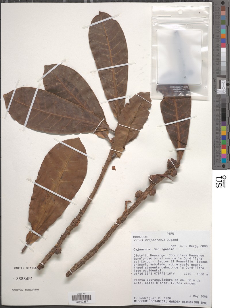 Ficus trapezicola photo 3