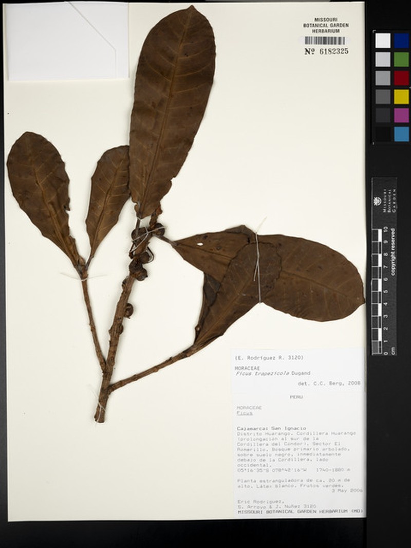 Ficus trapezicola photo 4