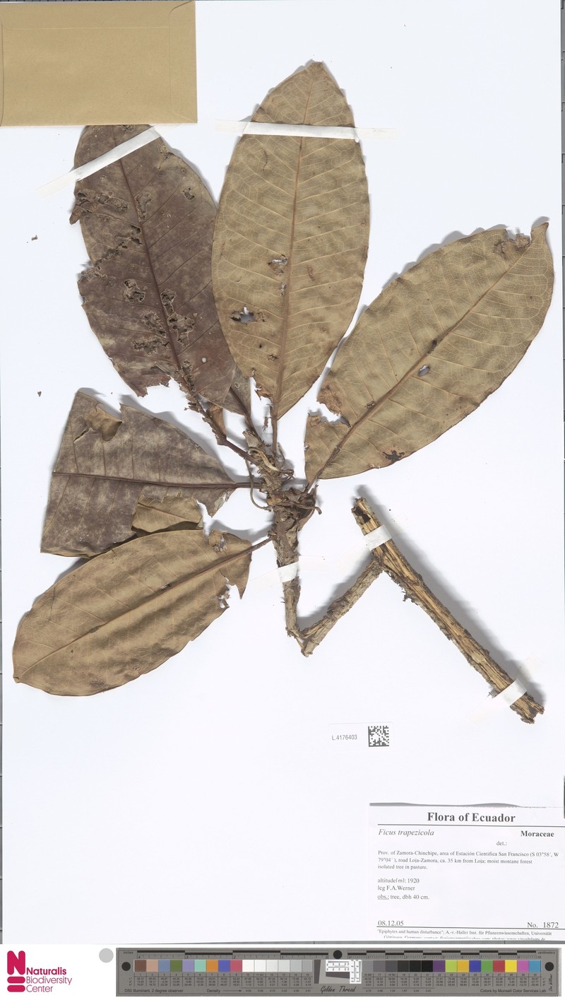 Ficus trapezicola photo 5