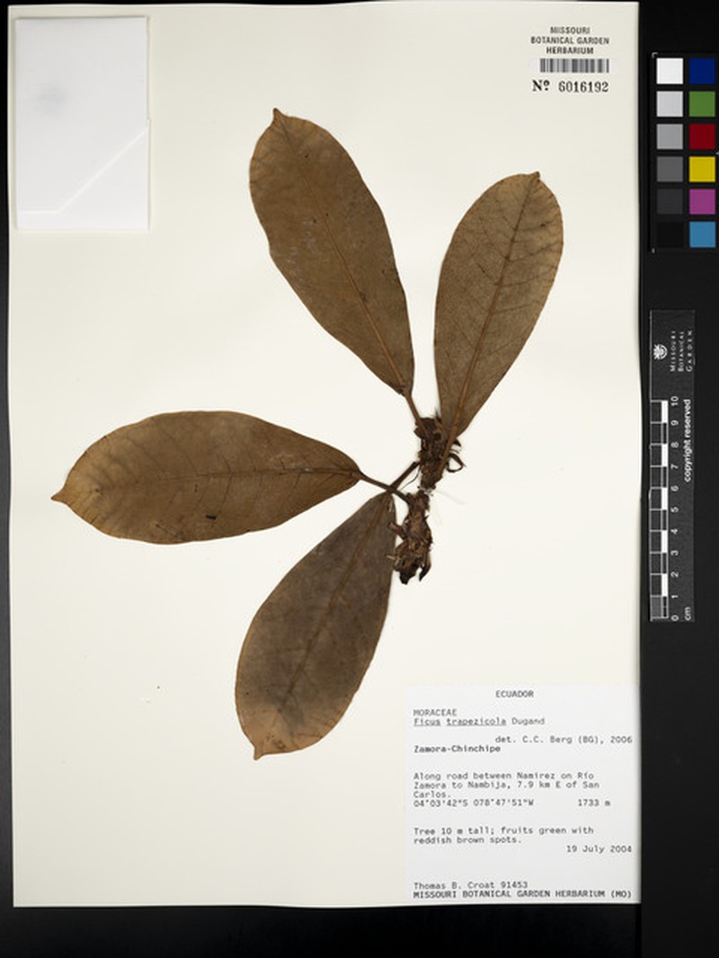 Ficus trapezicola photo 6