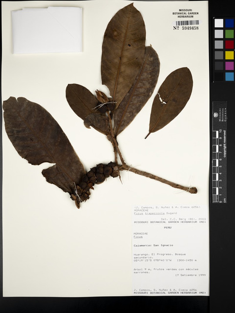 Ficus trapezicola photo 8