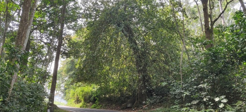 Ficus travancorica photo 2