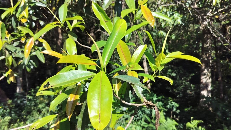 Ficus travancorica photo 3