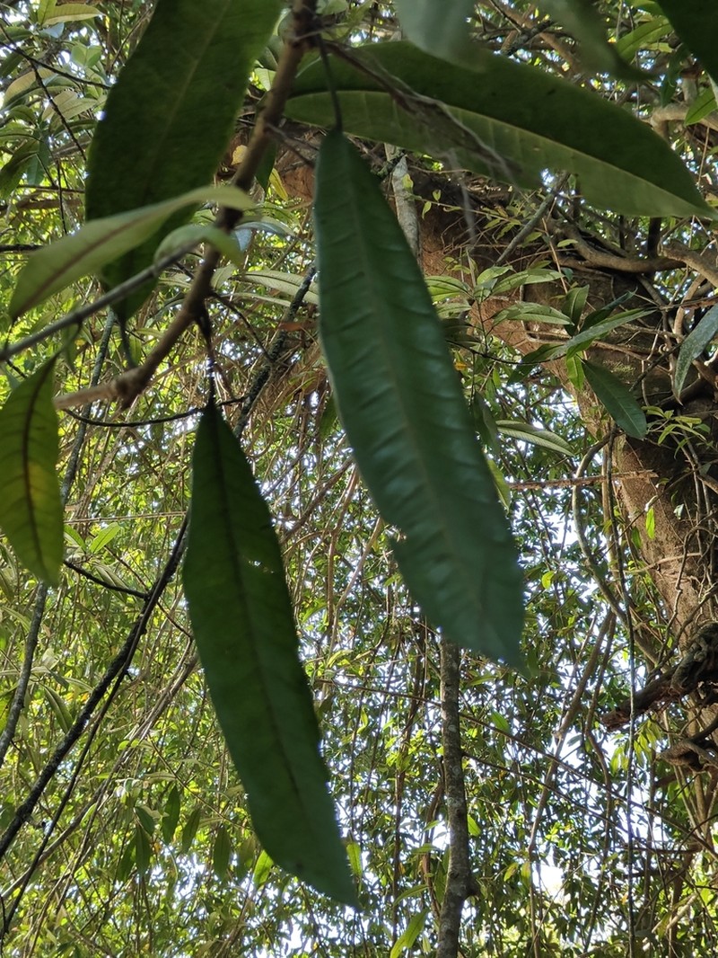 Ficus travancorica photo 5