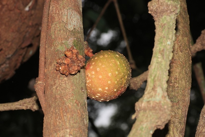 Ficus travancorica photo 6