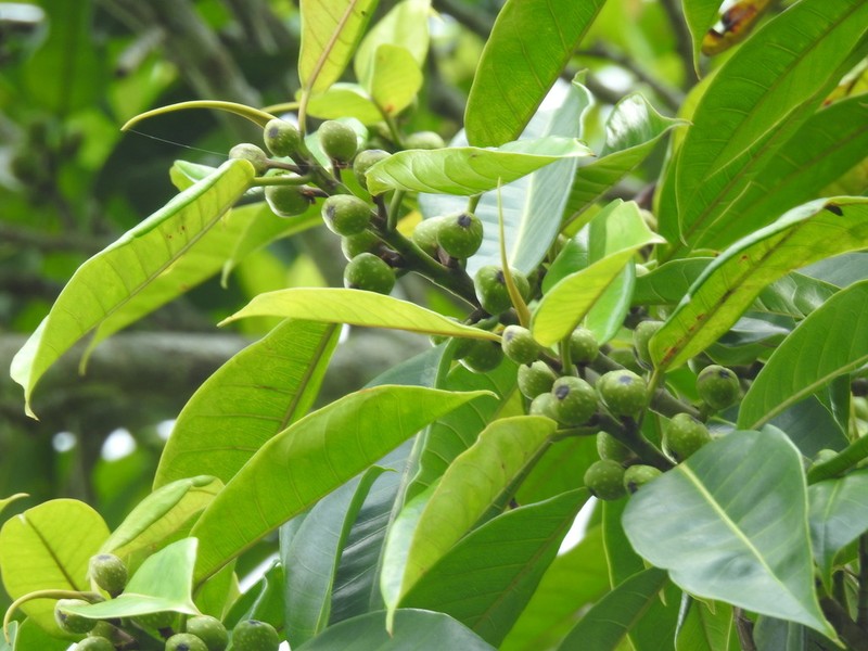 Ficus travancorica photo 7