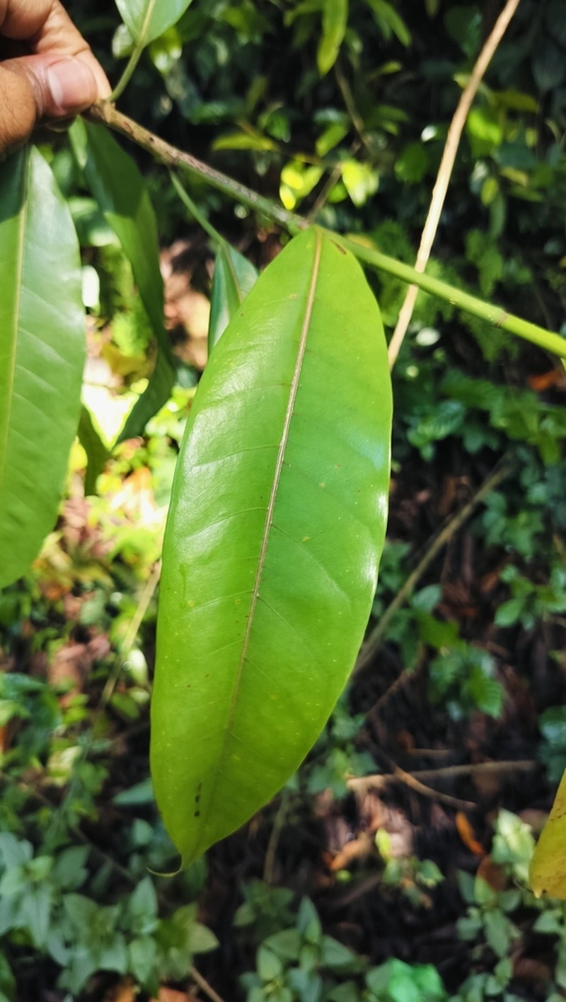 Ficus travancorica photo 8