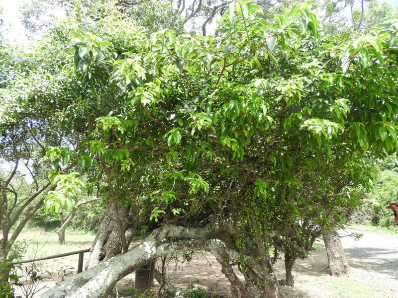 Ficus tremula photo 3