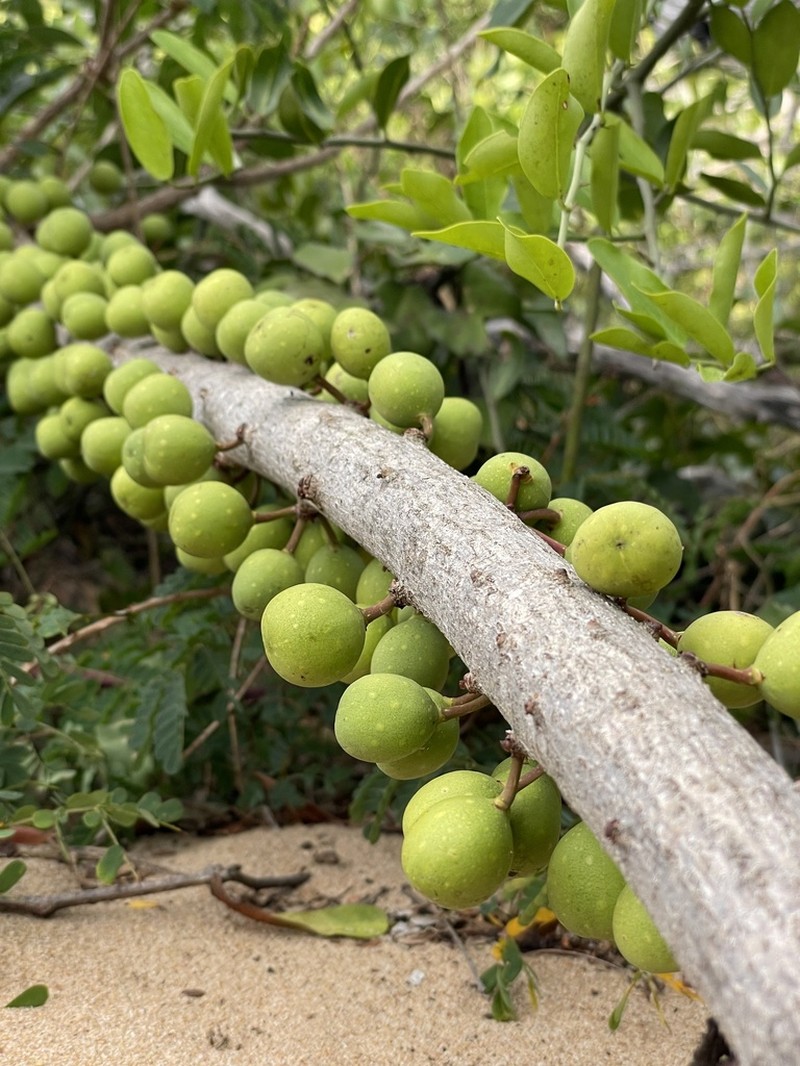 Ficus tremula photo 4