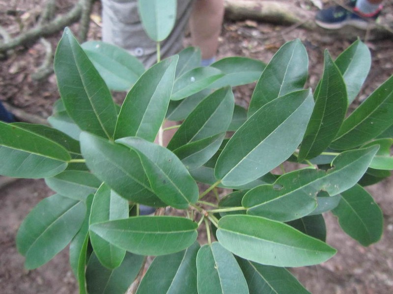 Ficus tremula photo 5
