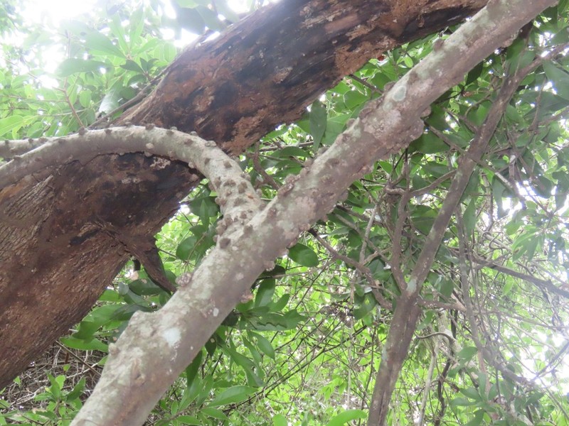 Ficus tremula photo 6