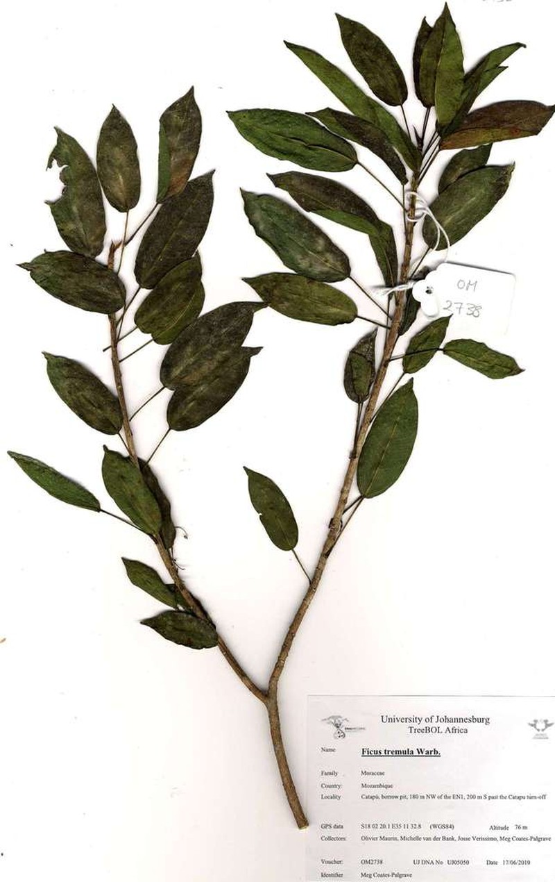 Ficus tremula photo 7