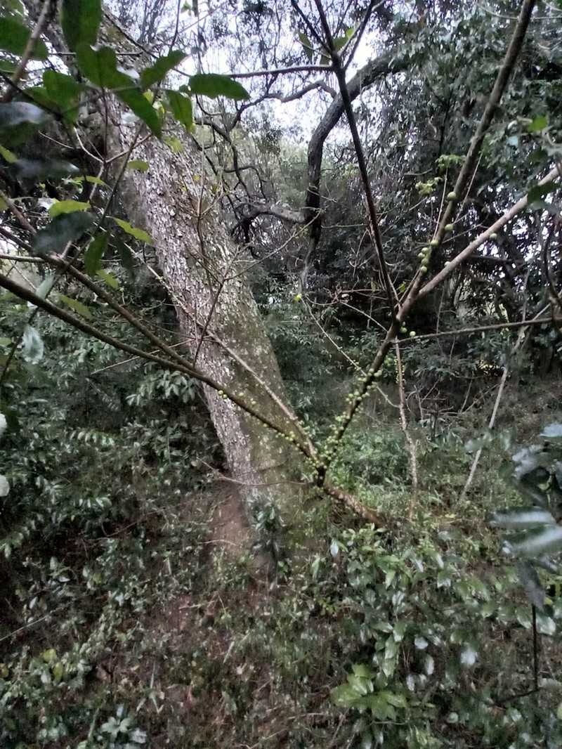 Ficus tremula photo 8