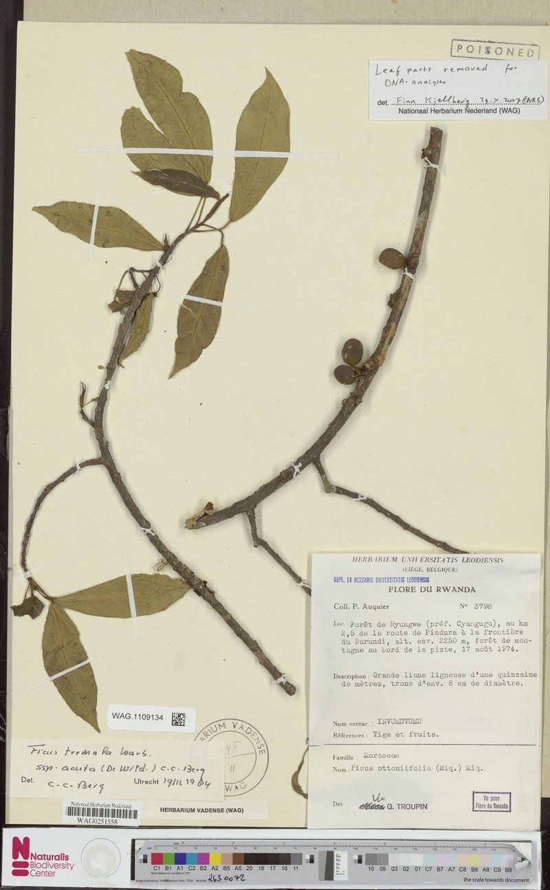 Ficus tremula subsp. acuta
