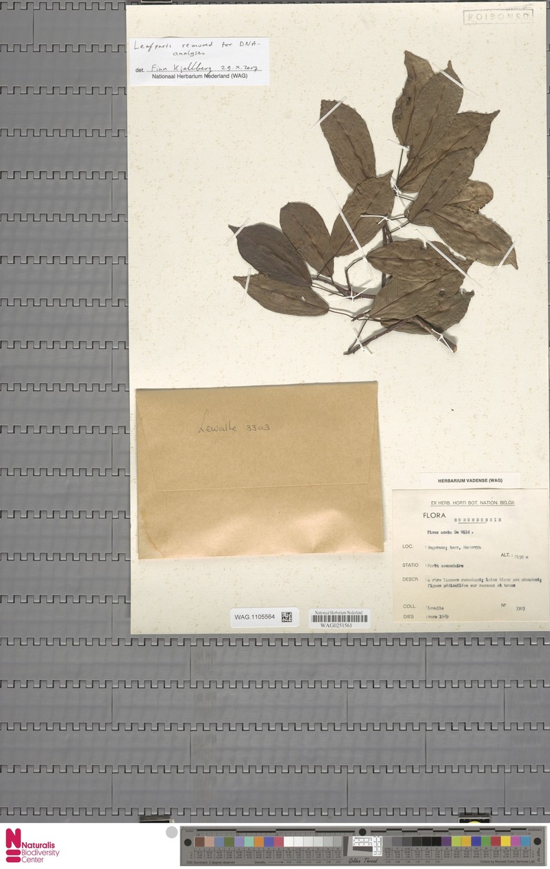 Ficus tremula subsp. acuta photo 2