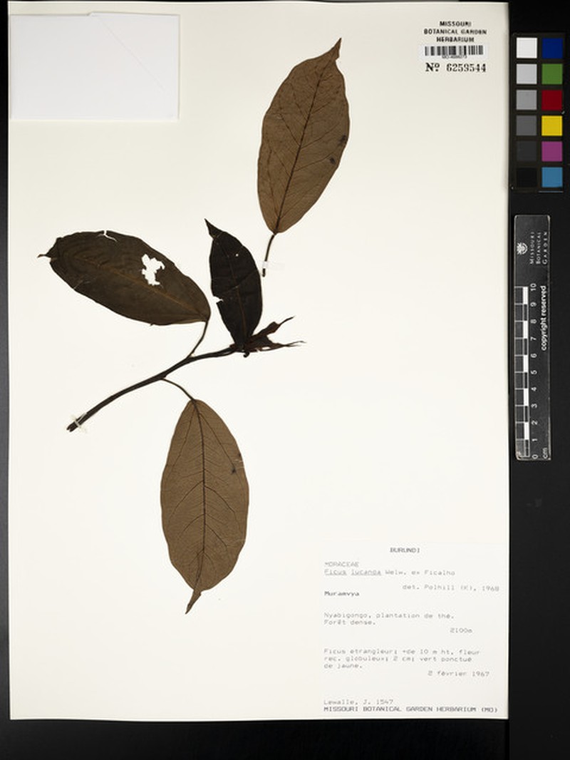 Ficus tremula subsp. acuta photo 3
