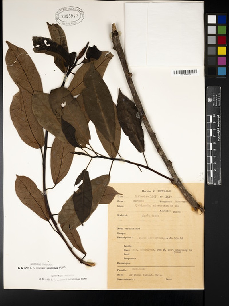 Ficus tremula subsp. acuta photo 4