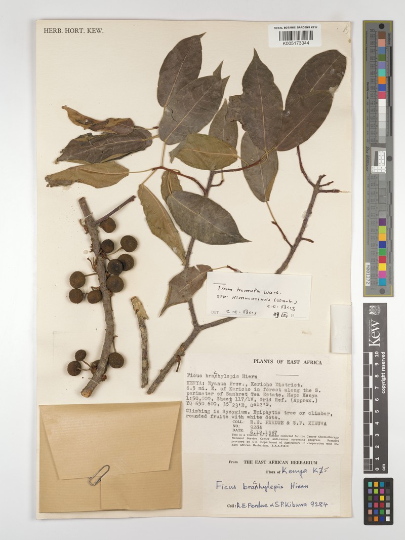 Ficus tremula subsp. acuta photo 5