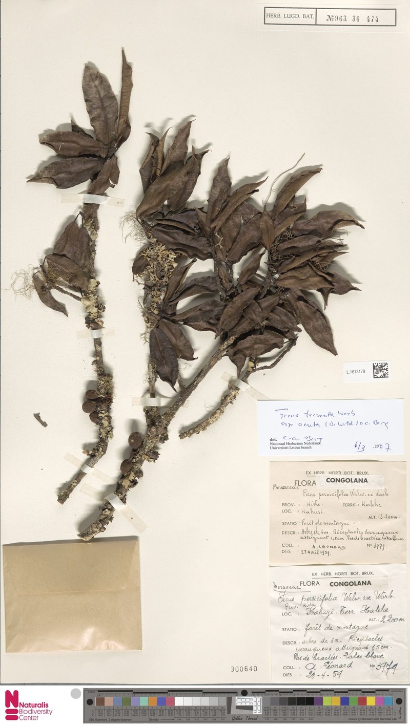 Ficus tremula subsp. acuta photo 6