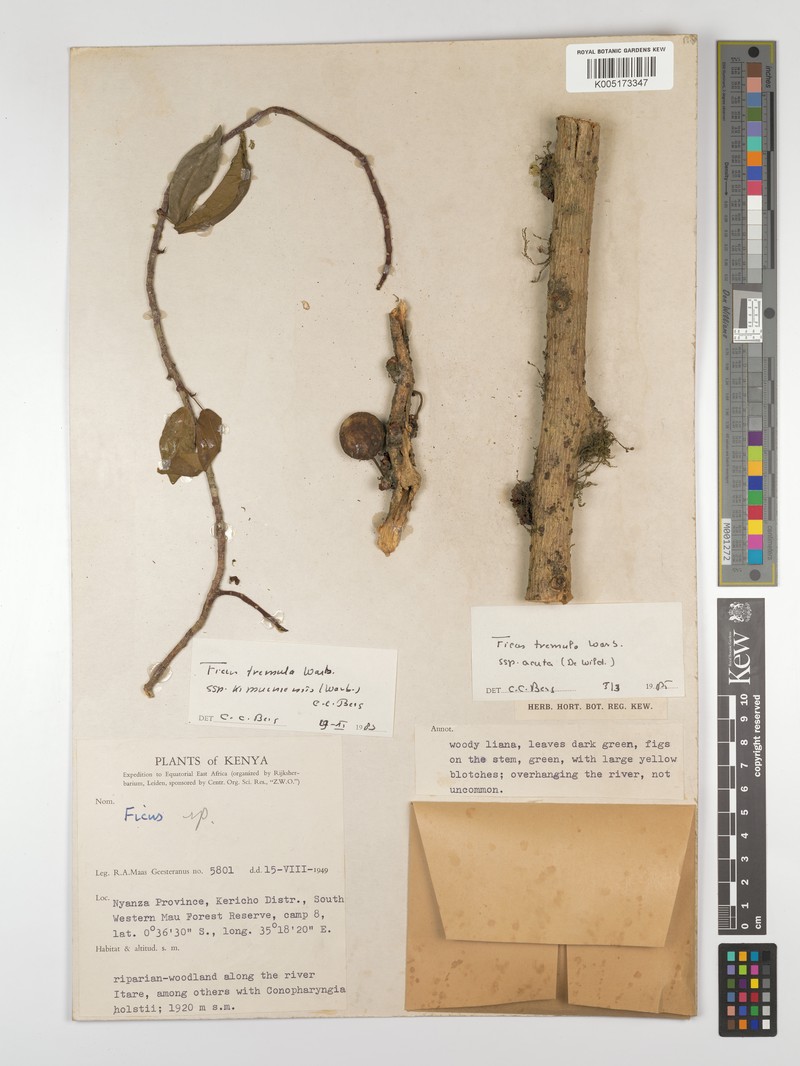 Ficus tremula subsp. acuta photo 7