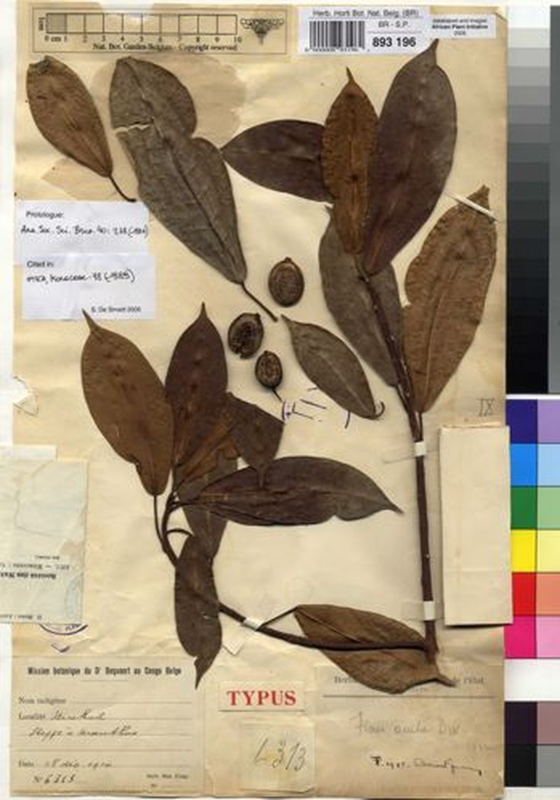 Ficus tremula subsp. acuta photo 8