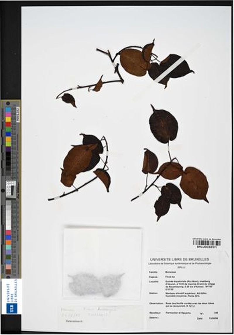 Ficus tremula subsp. kimuenzensis