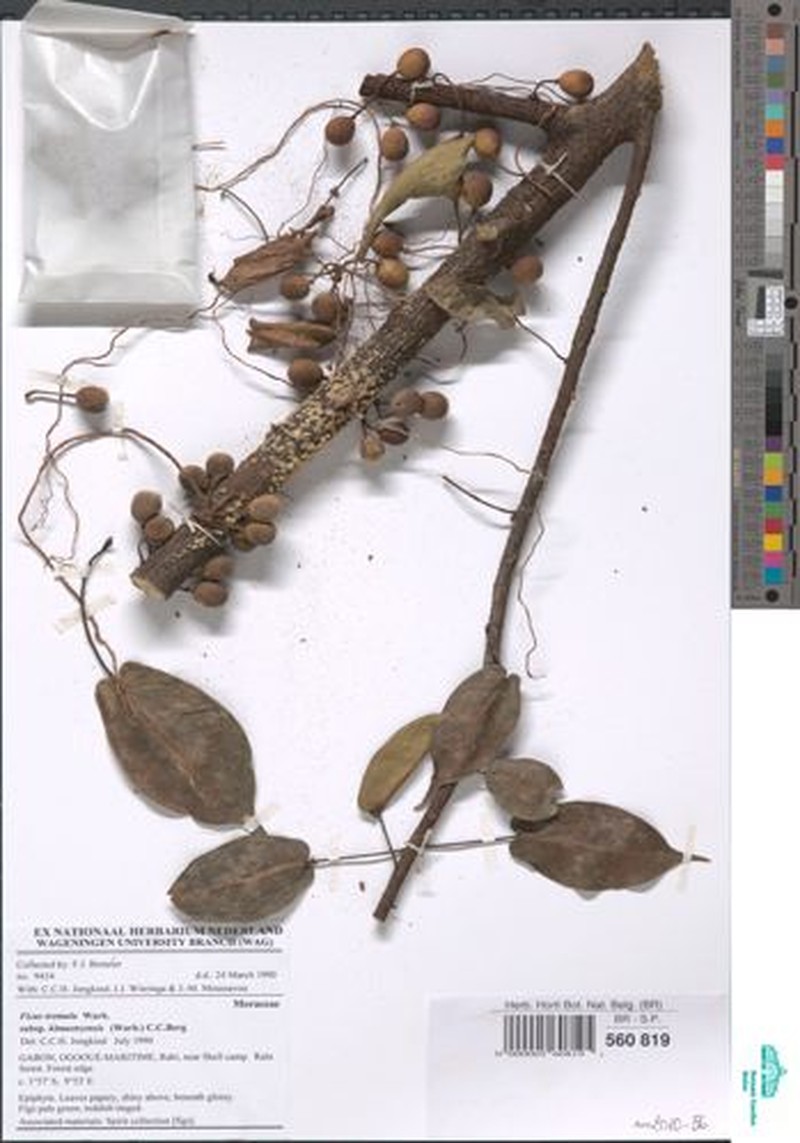 Ficus tremula subsp. kimuenzensis photo 3