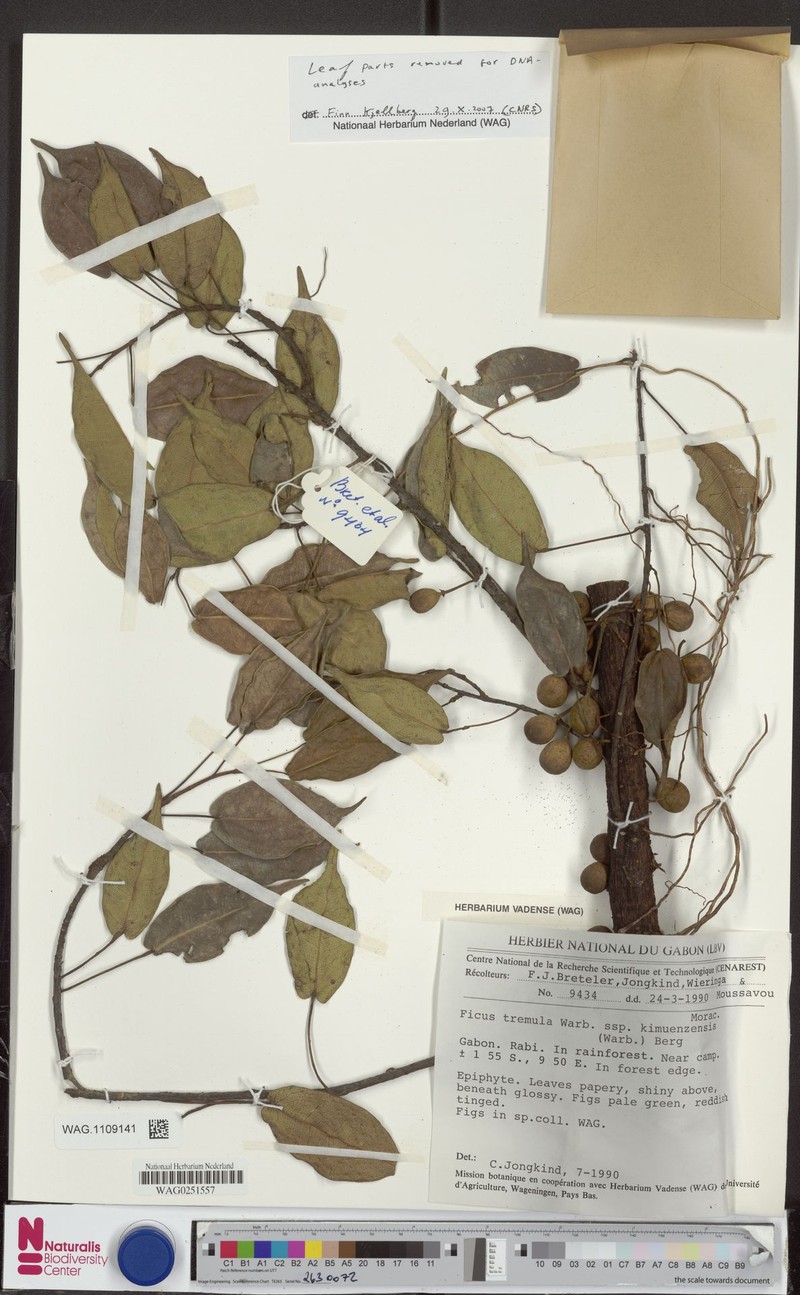 Ficus tremula subsp. kimuenzensis photo 4