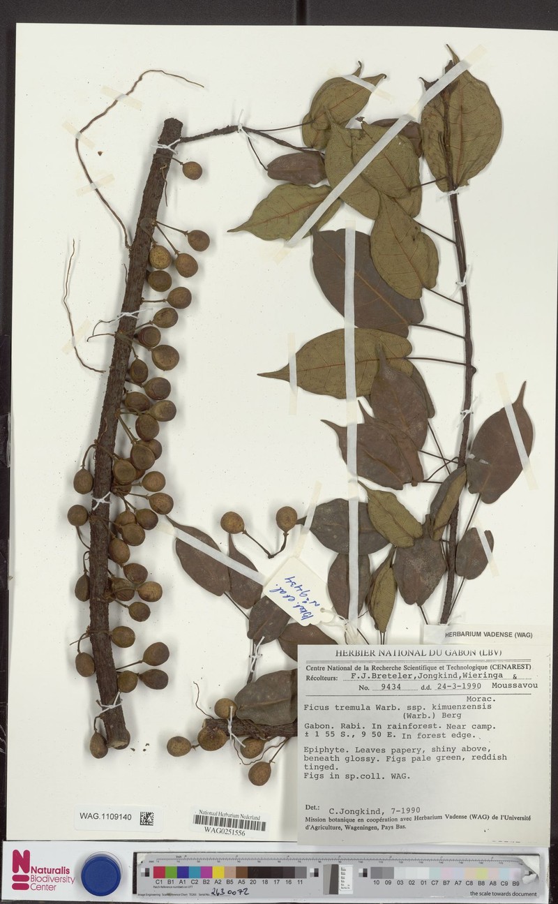 Ficus tremula subsp. kimuenzensis photo 5