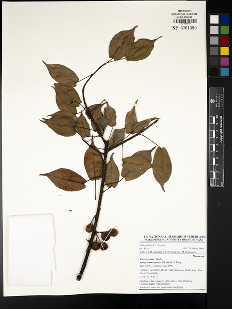 Ficus tremula subsp. kimuenzensis photo 6
