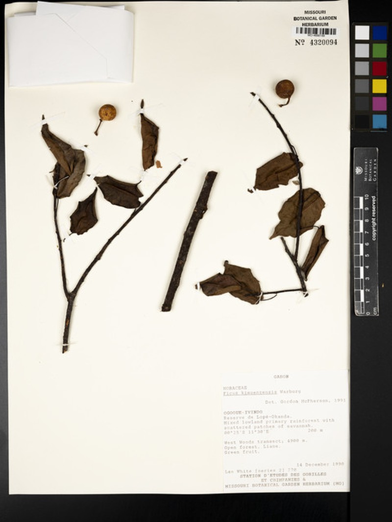 Ficus tremula subsp. kimuenzensis photo 7