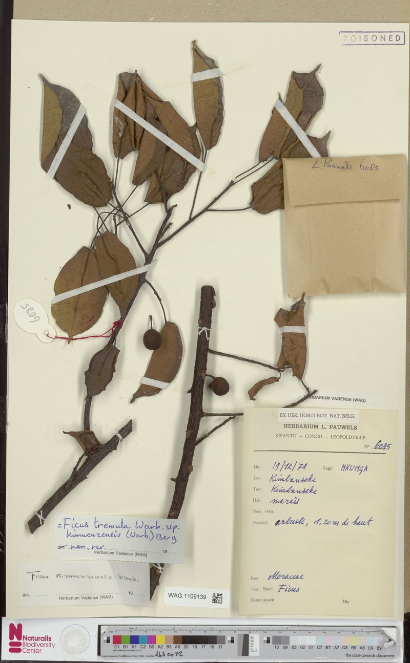 Ficus tremula subsp. kimuenzensis photo 8